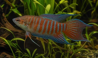 Macropodus opercularis paradijs