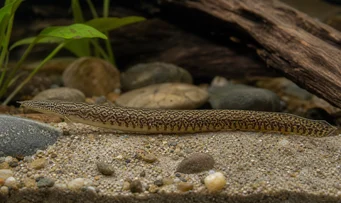 Mastacembelus armatus Gigantische wervelkolom