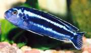Melanochromis cyaneorhabdos Melanochromis usgano