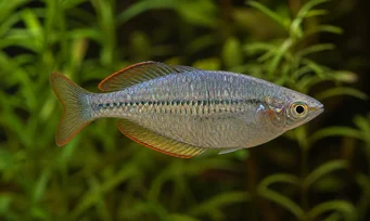 Melanotaenia maccullochi Dwerg regenboogvis