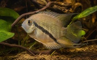 Mesonauta festiva Cichlid -vlag