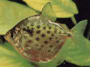 Metynnis maculatus Metynnis onderbroken