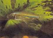 Micralestes acutidens Afrikaanse tetra met sch...