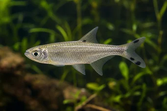 Micralestes acutidens Afrikaanse tetra met scherpe tanden