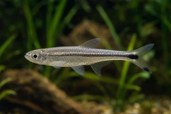 Micralestes elongatus Taps toelopende Afrikaanse tetra