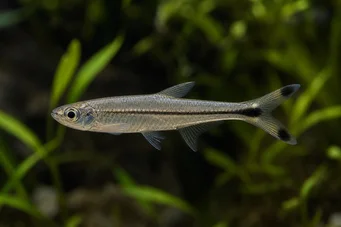 Micralestes humilis Afrikaanse tetra met rode vinnen