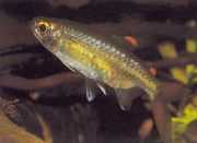 Micralestes occidentalis West -Afrikaanse tetra