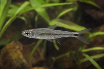 Micralestes occidentalis West -Afrikaanse tetra
