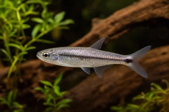Micralestes stormsi Rode tetra van Congo True