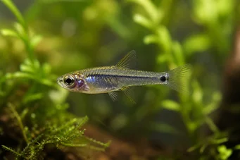 Microrasbora kutobai Groene neon
