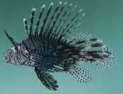 Milles de pterois schorpioenvis