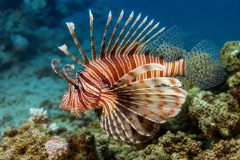 Milles de pterois schorpioenvis