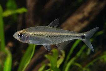 Mimagoniates lateralis Tetra-Glandee met geblokkeerde zijden