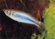 Mimagoniates microlepis Kleine schalen Tetra-Barberos