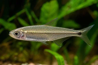 Mimagoniates microlepis Kleine schalen Tetra-Barberos