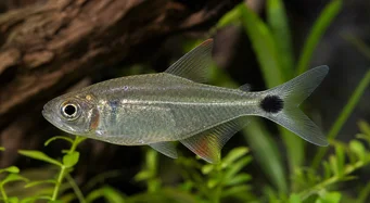 Moenkhausia oligolepis