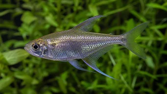 Moenkhausia pittieri Diamant tetra
