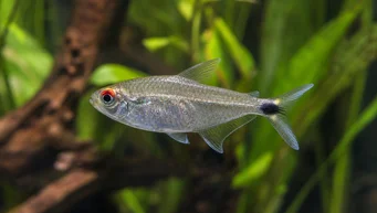 Moenkhausia sanctaefilomenae Moenkhausia met rode ogen