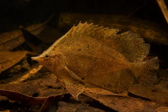 Monocirrhus polyacanthus Brandweerman
