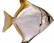 Monodactylus argenteus Maanvis