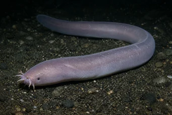 Myxine glutinosa Gewone myxine