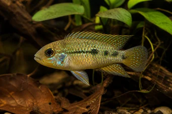 Nannacara anomala