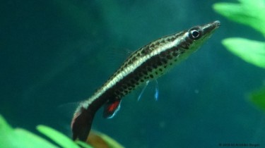 Nannobrycon eques Potlood