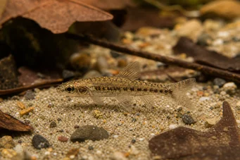 Nannocharax parvus (Grote strip nannocharax)