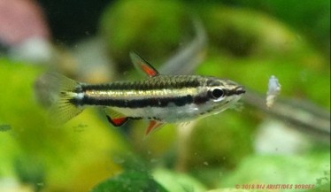 Nannostomus marginatus Dwerg potlood vis