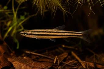 Nannostomus trifasciatus (Drie bandpotloodvis)