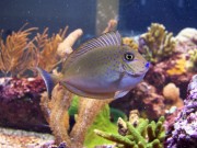 Naso Lopezi Slanke naso