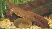 Neoceratodus forsteri Australian Dipneuste, Ba...