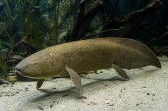 Neoceratodus forsteri Australian Dipneuste, Barramanda van Aust.