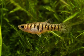 Neohaterandria elegans (Elegante heterandria)