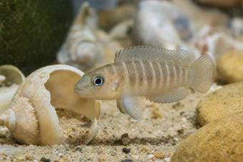 Neolamprologus brevis (Brevis)
