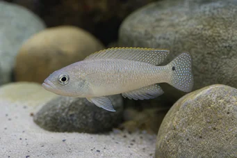 Neolamprologus caudopunctatus (Neolamprologus caudopunctatus)