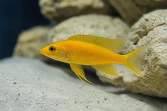 Neolamprologus leleupi (Cichlid -citroen)