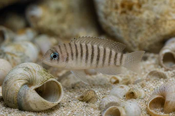 Neolamprologus multifasciatus (Gestreepte lamprologus)