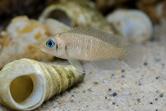 Neolamprologus ocellatus