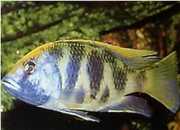 Nimbochromis venustus Venustus, pauwhoezen