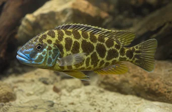 Nimbochromis venustus (Venustus, pauwhoezen)
