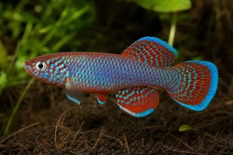 Nothobranchius rachovii (Rachov Nottthobranche)