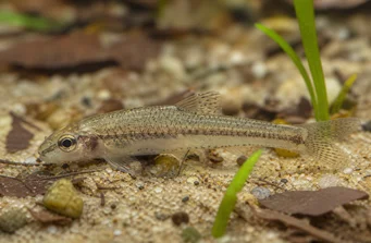 Odontocharacidium aphanes Odontocharacidium muizen