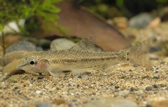 Odontocharacidium sp. aff. aphanes Groene dwergtetrager