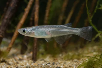 Oryzias melastigma Killi van Java