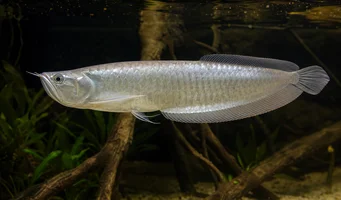 Osteoglossum bicirrhosum Awana