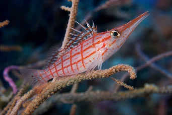 Oxycirrhites typus Schot