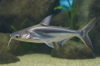 Pangasius sutchi Haai