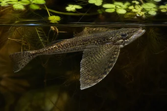 Pantodon buchholzi (Koraalvlinder)