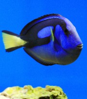 Paracanthurus hepatus Blauwe chirurg